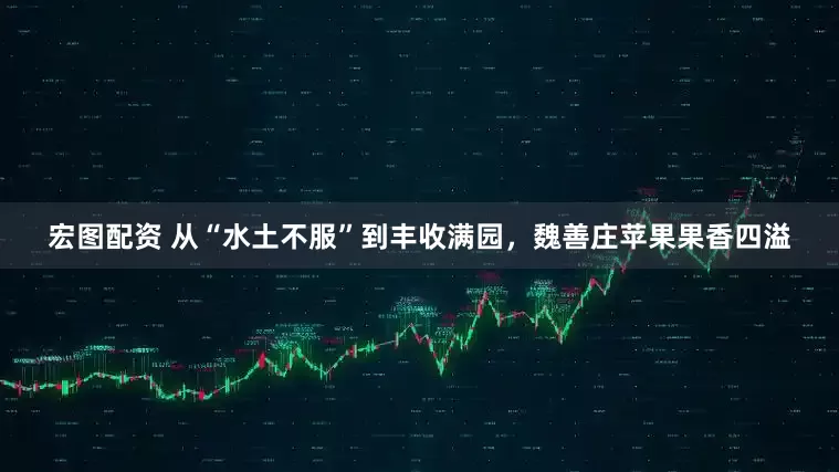 宏图配资 从“水土不服”到丰收满园，魏善庄苹果果香四溢